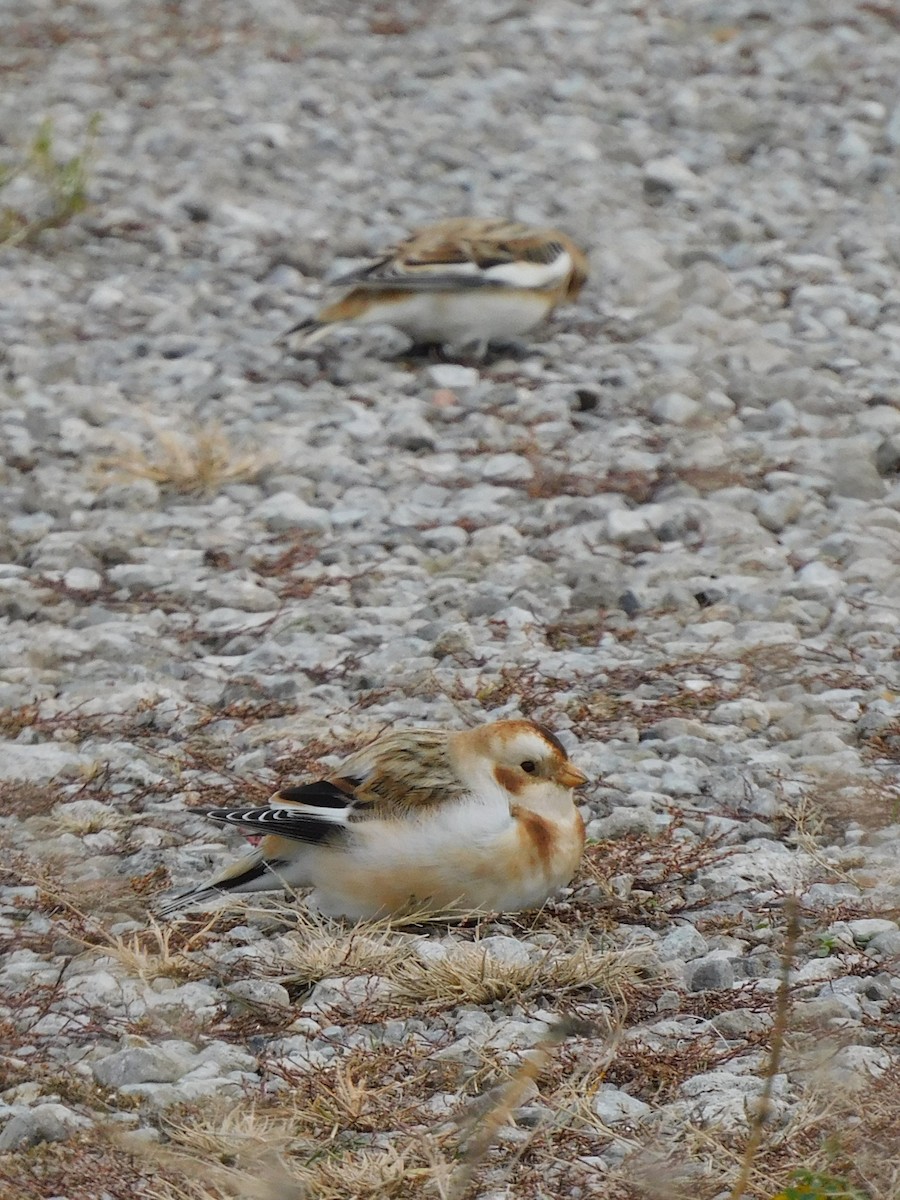 Snow Bunting - ML645617365