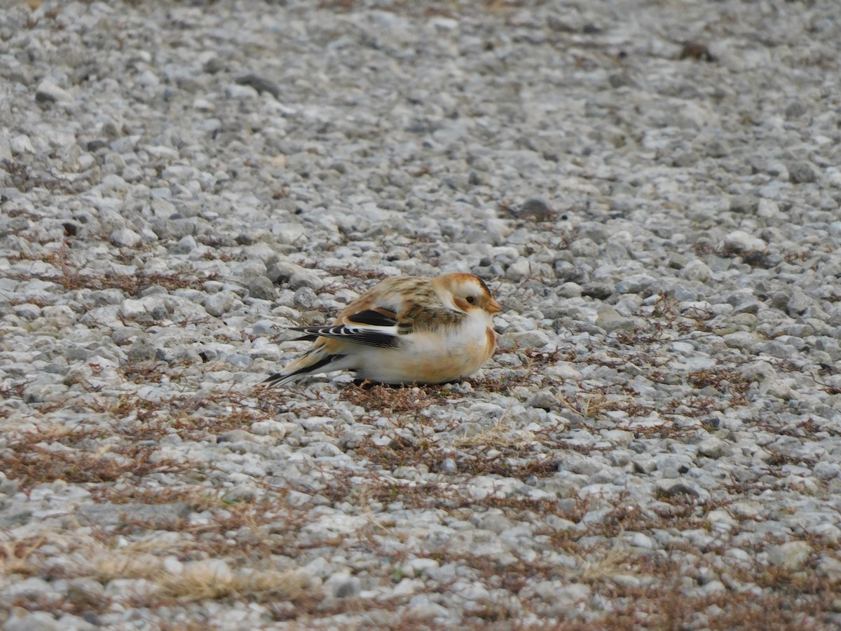 Snow Bunting - ML645617368