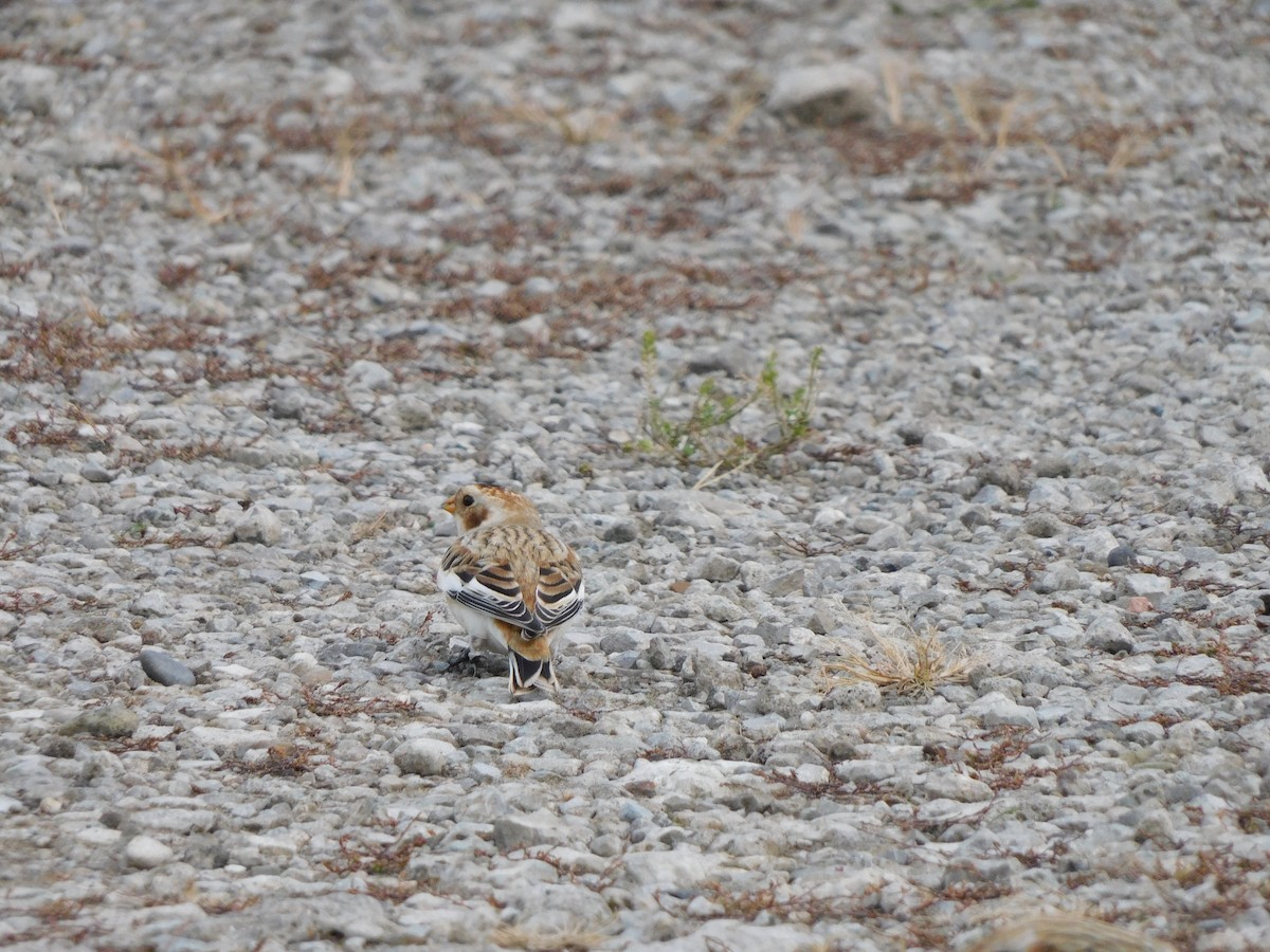 Snow Bunting - ML645617369