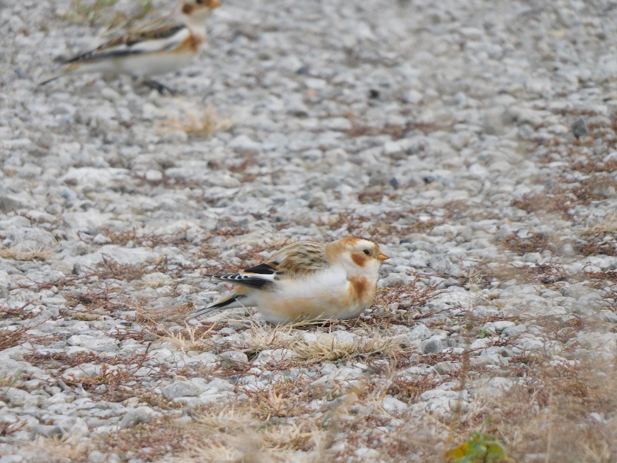 Snow Bunting - ML645617370