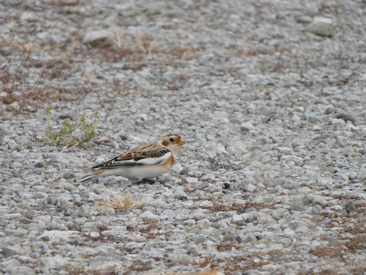 Snow Bunting - ML645617372