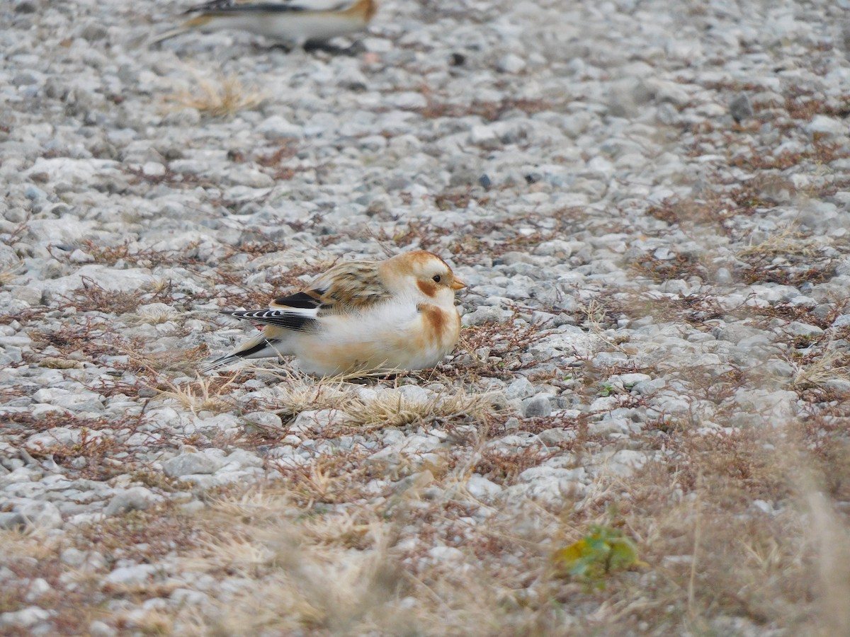 Snow Bunting - ML645617373