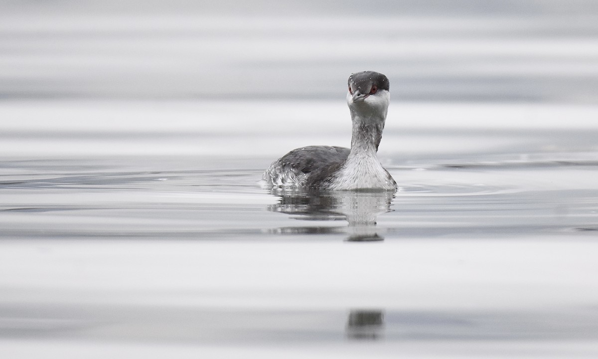 Horned Grebe - ML645617375