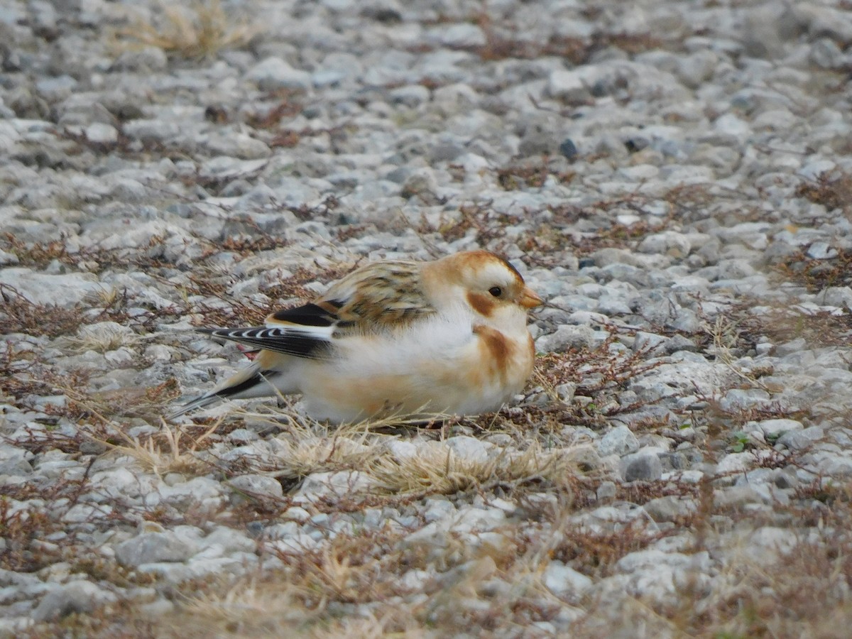 Snow Bunting - ML645617376
