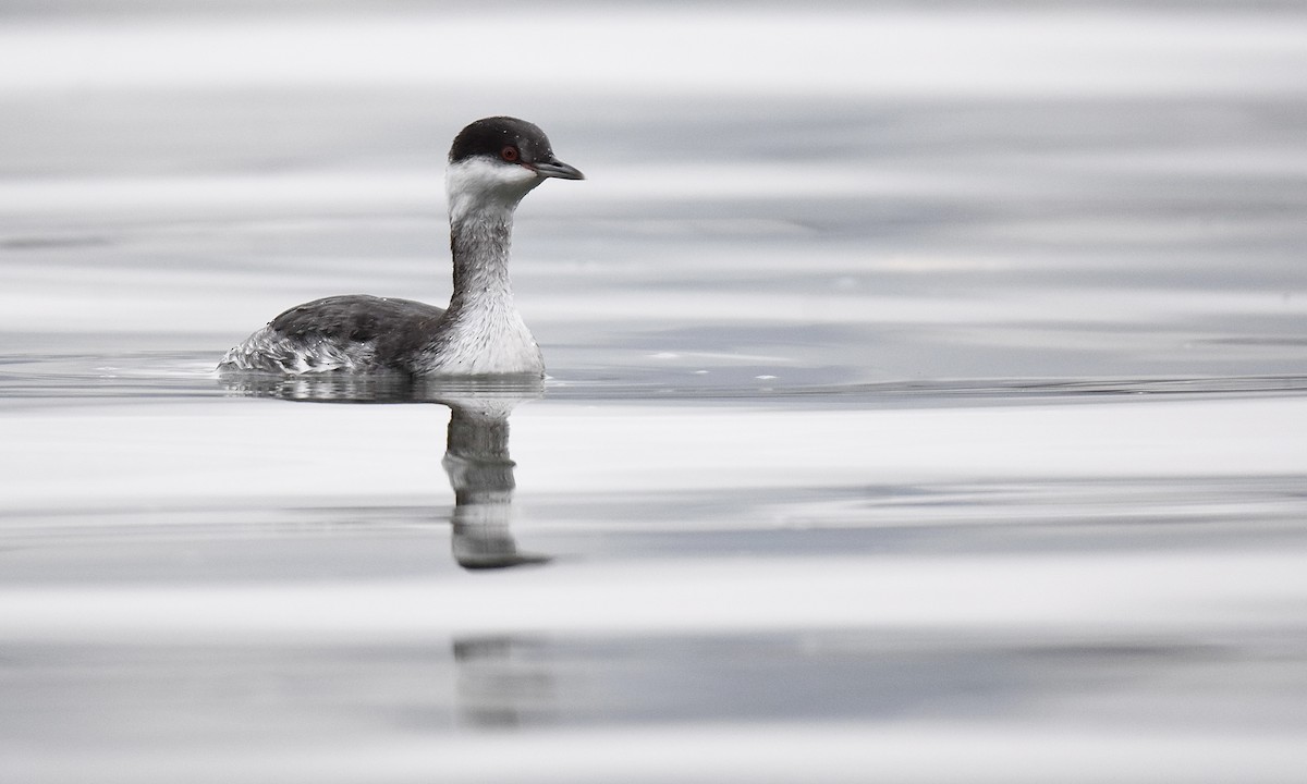 Horned Grebe - ML645617377