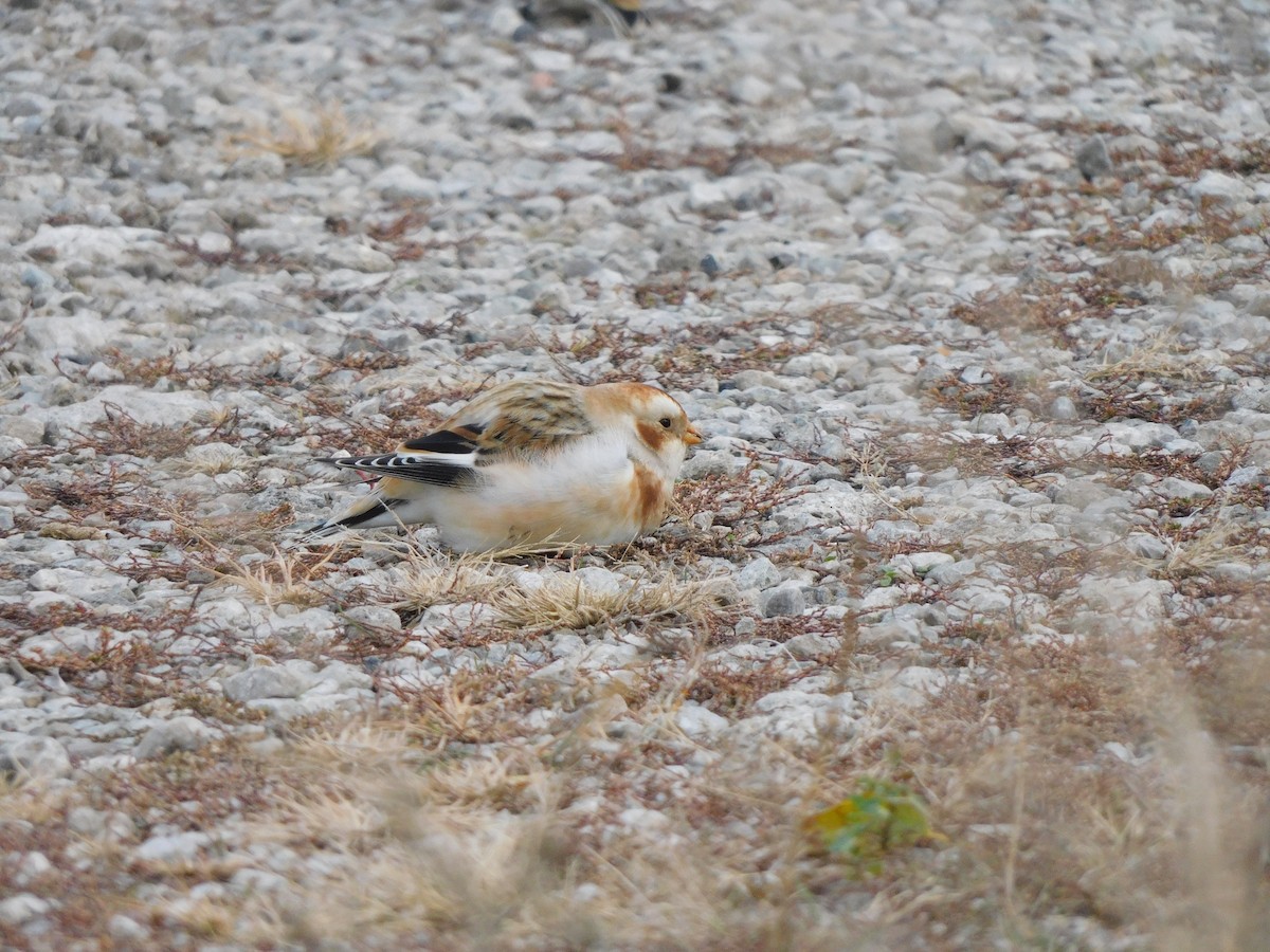 Snow Bunting - ML645617378