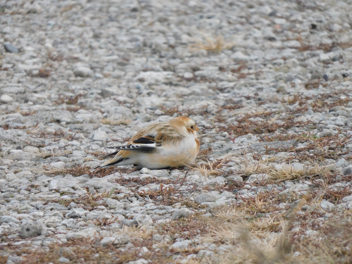 Snow Bunting - ML645617379