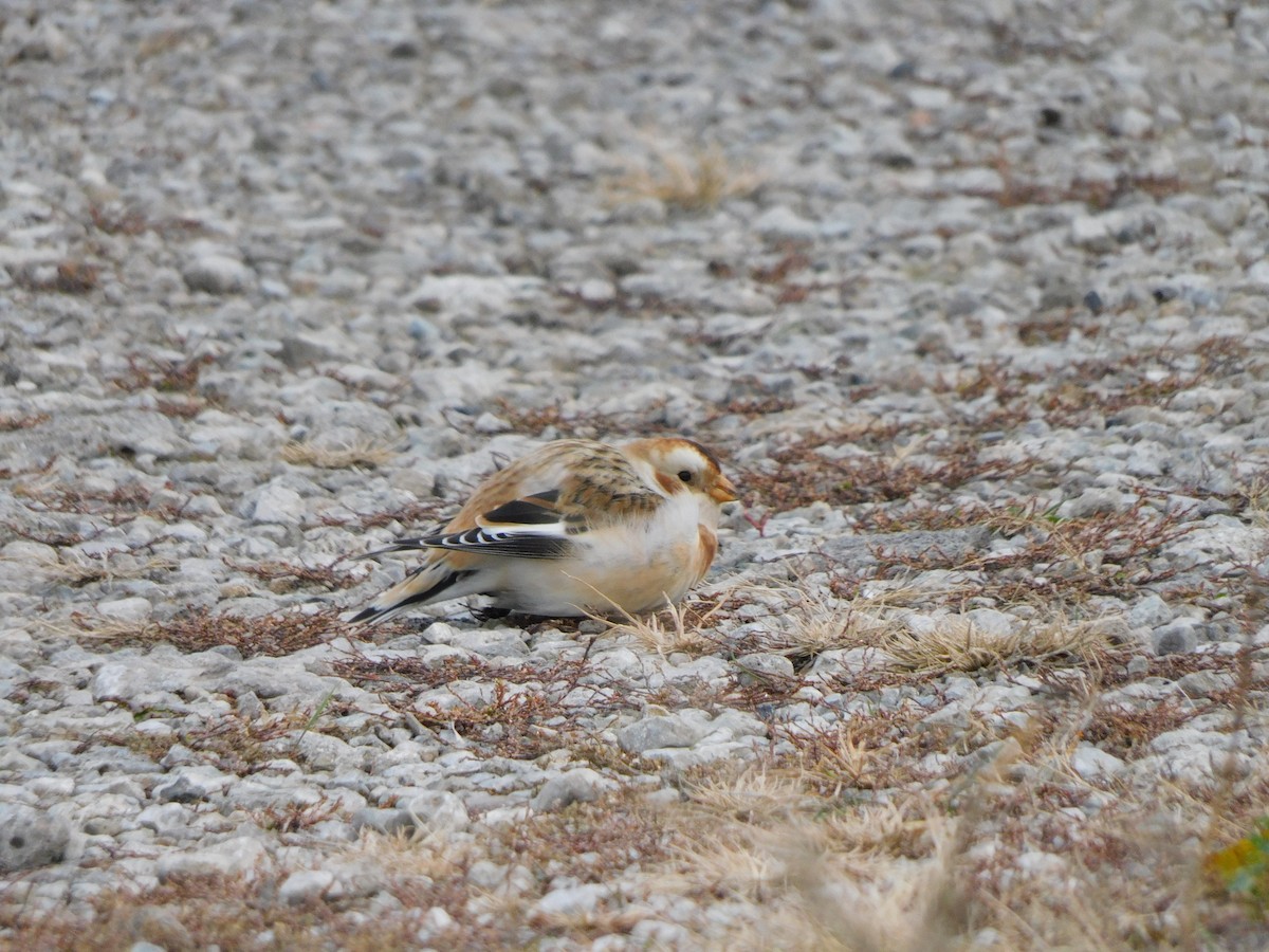 Snow Bunting - ML645617380
