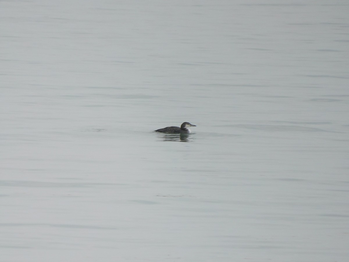 Common Loon - ML645617388