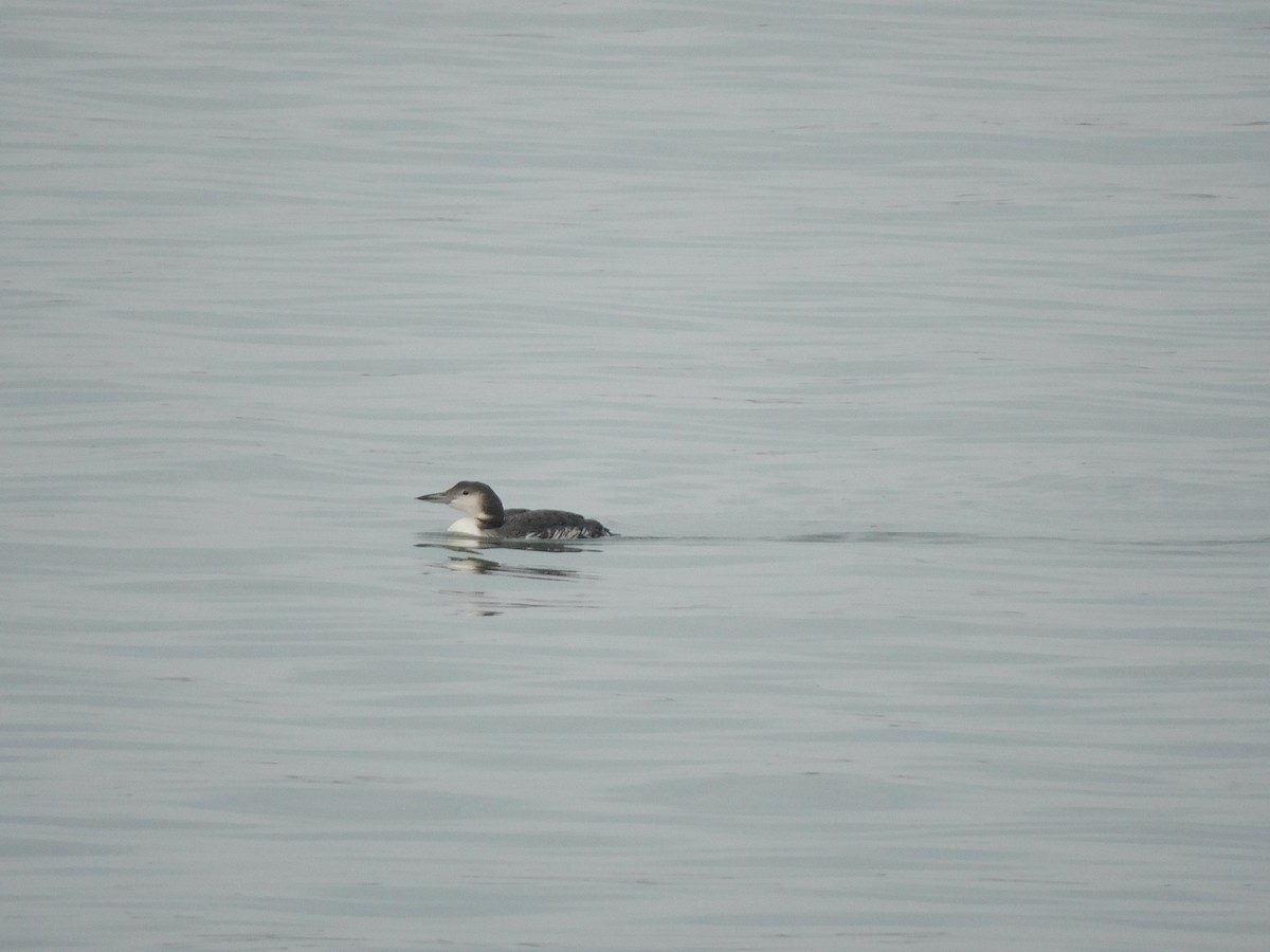 Common Loon - ML645617389
