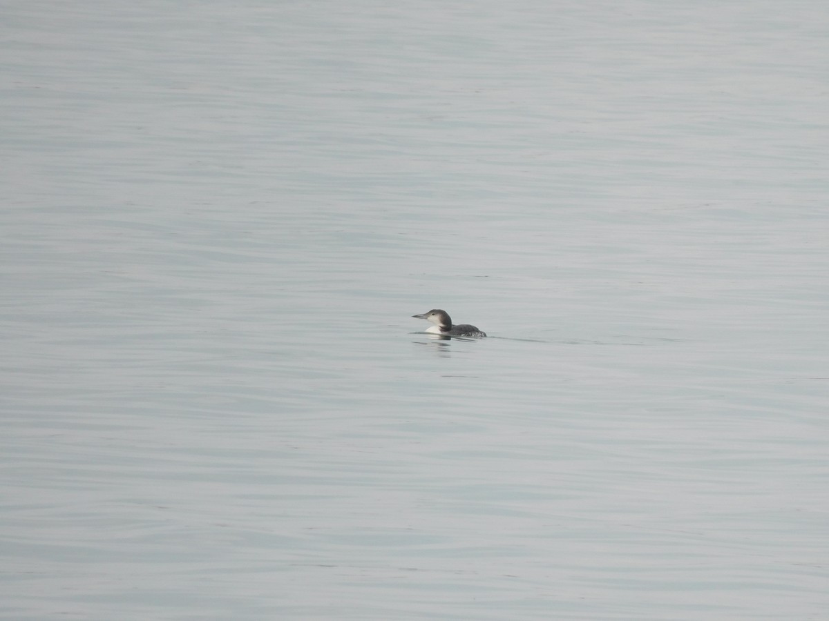 Common Loon - ML645617390
