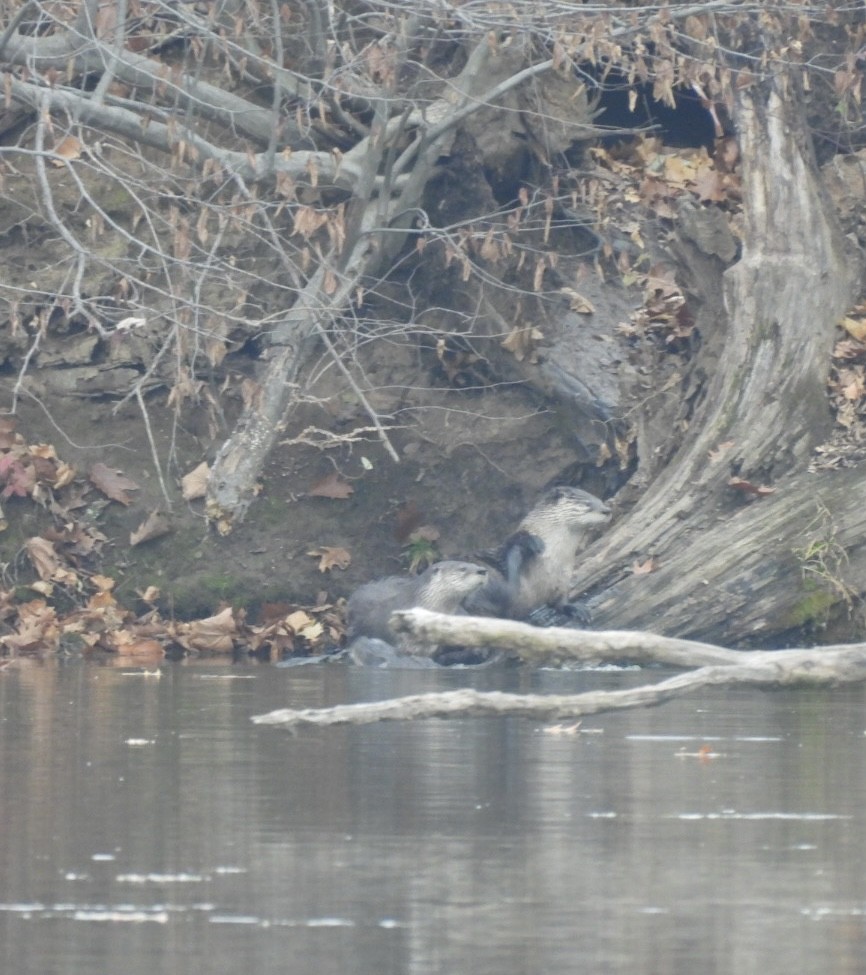 Animals - ML645617398