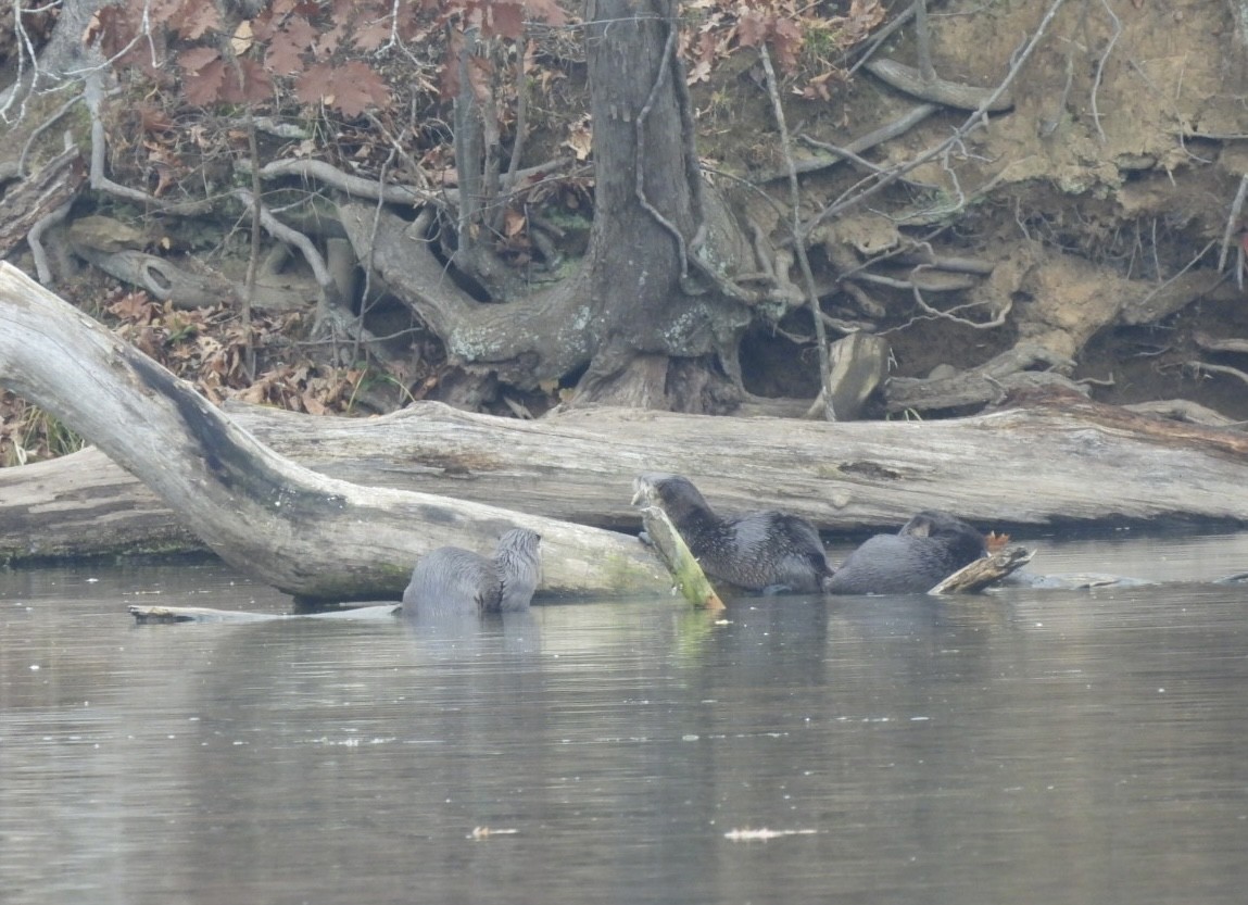 Animals - ML645617399