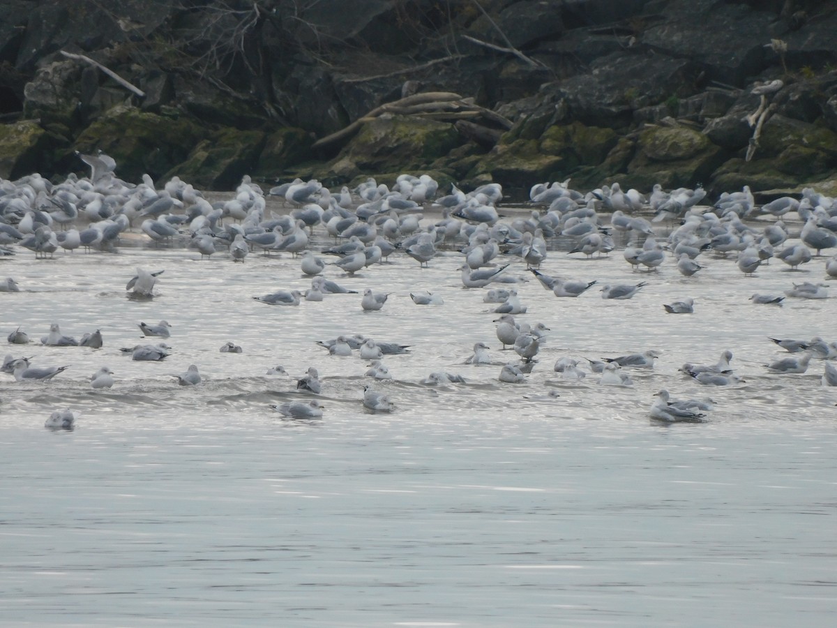 Ring-billed Gull - ML645617400
