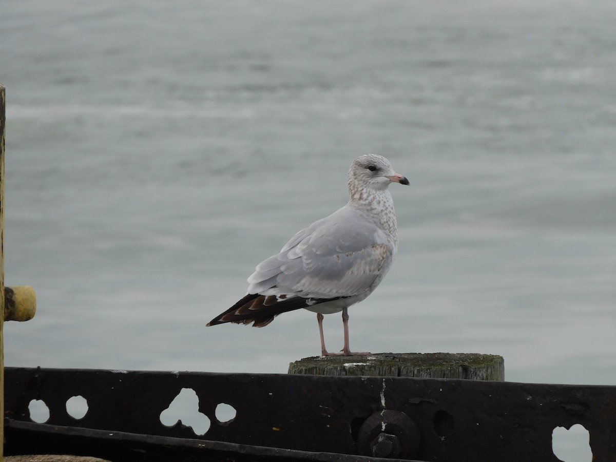 Ring-billed Gull - ML645617401