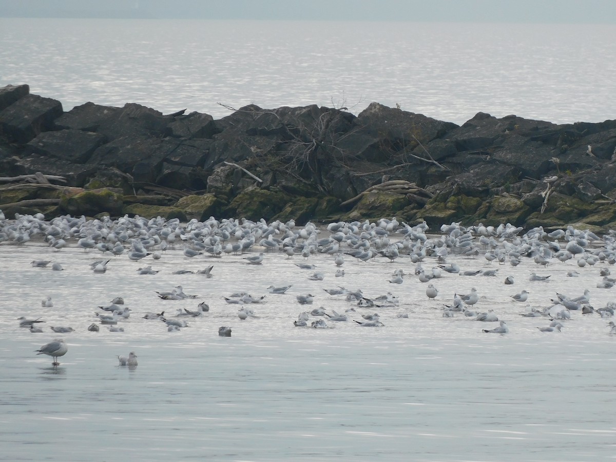 Ring-billed Gull - ML645617402