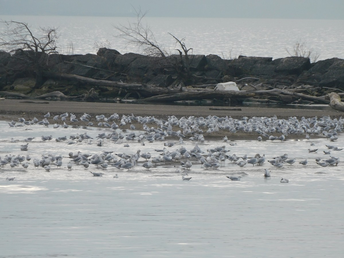 Ring-billed Gull - ML645617403