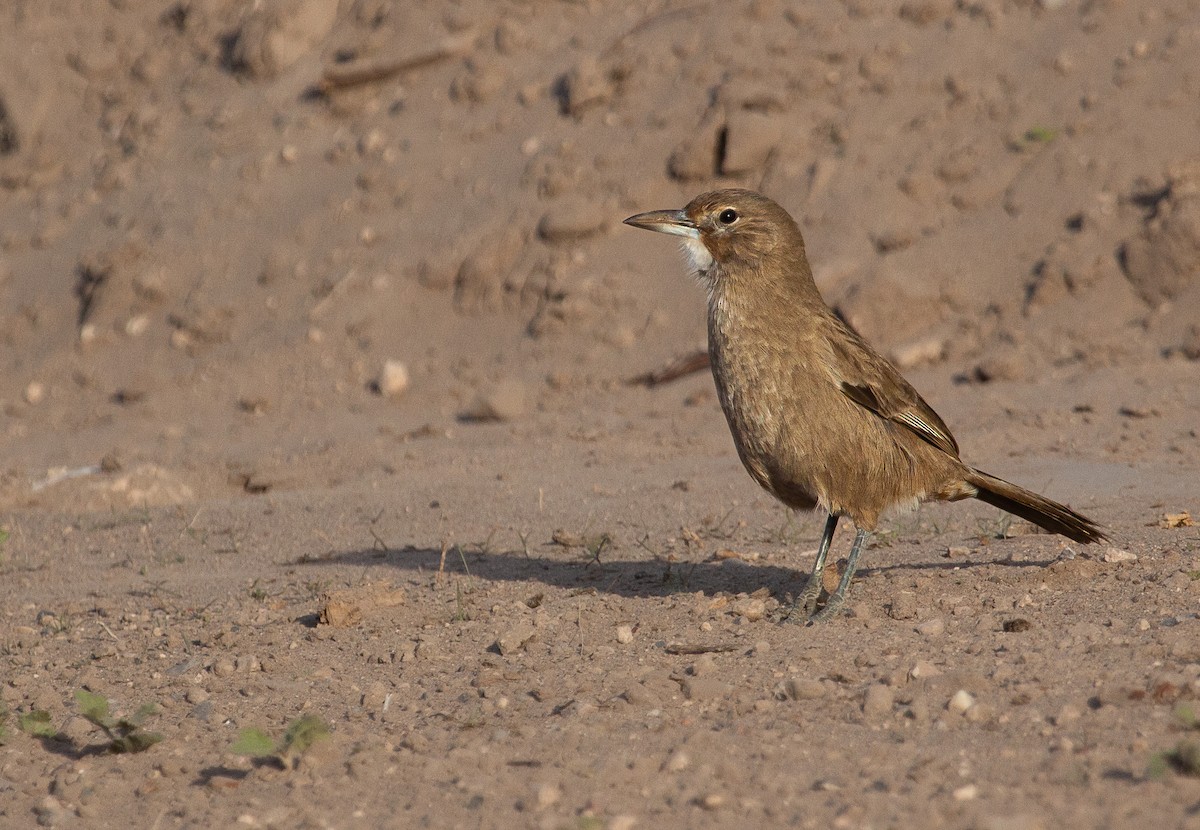 ノドジロエボシカマドドリ - ML645617410