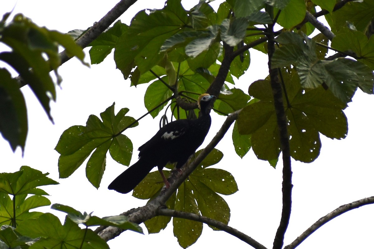 Blue-throated Piping-Guan - ML645617411