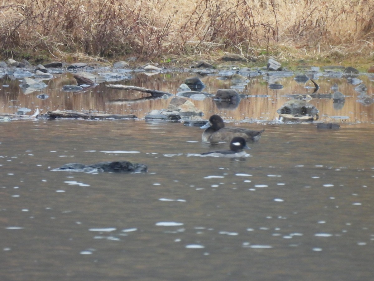 Greater Scaup - ML645617424