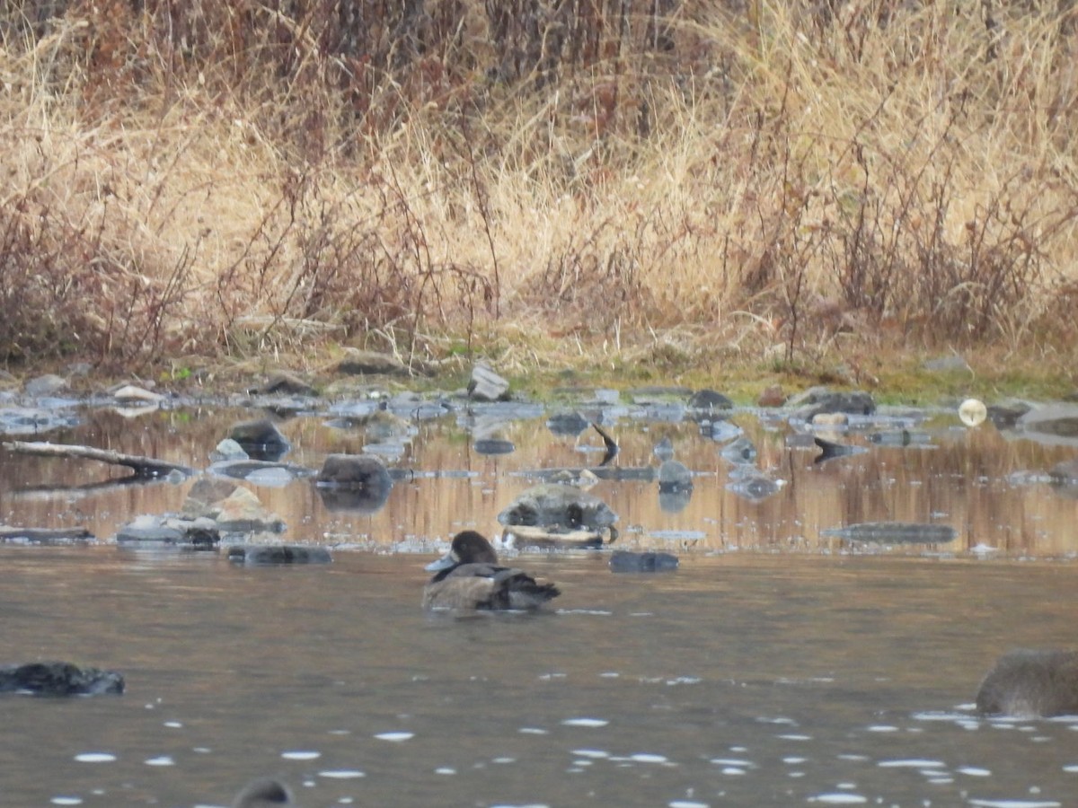 Greater Scaup - ML645617425