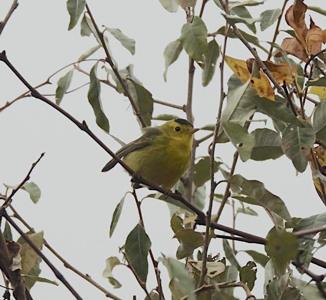 Wilson's Warbler - ML645617437