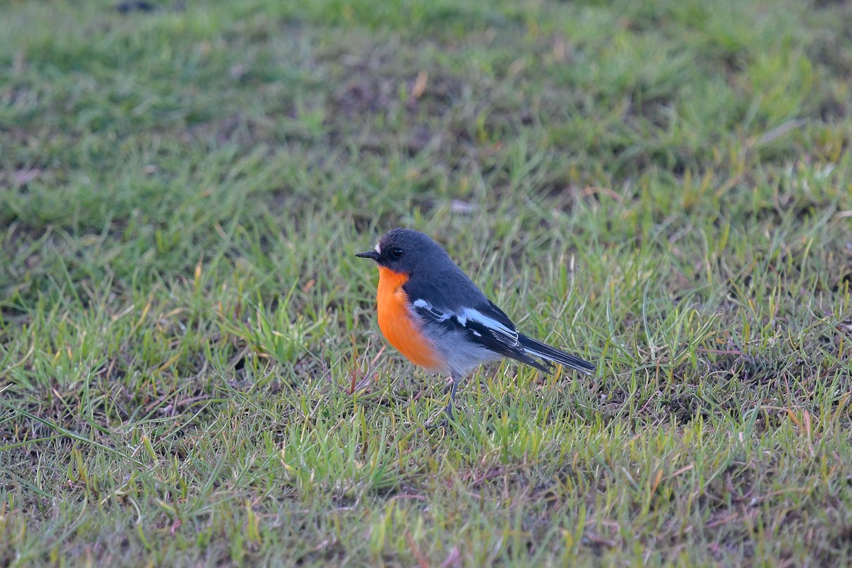 lejsčík ohnivý - ML645617450