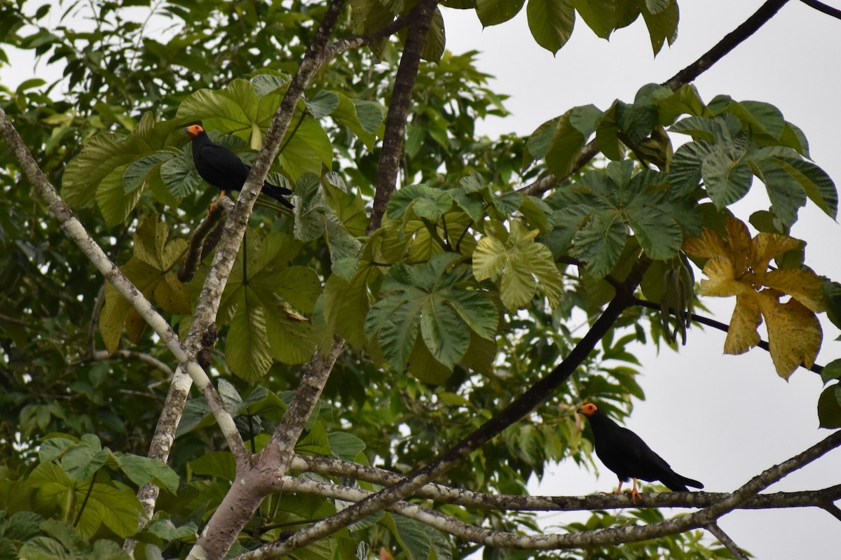 Siyah Karakara - ML645617452