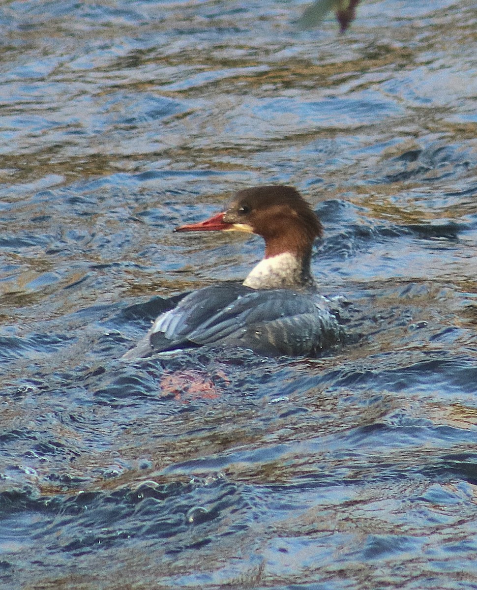Common Merganser - ML645617453