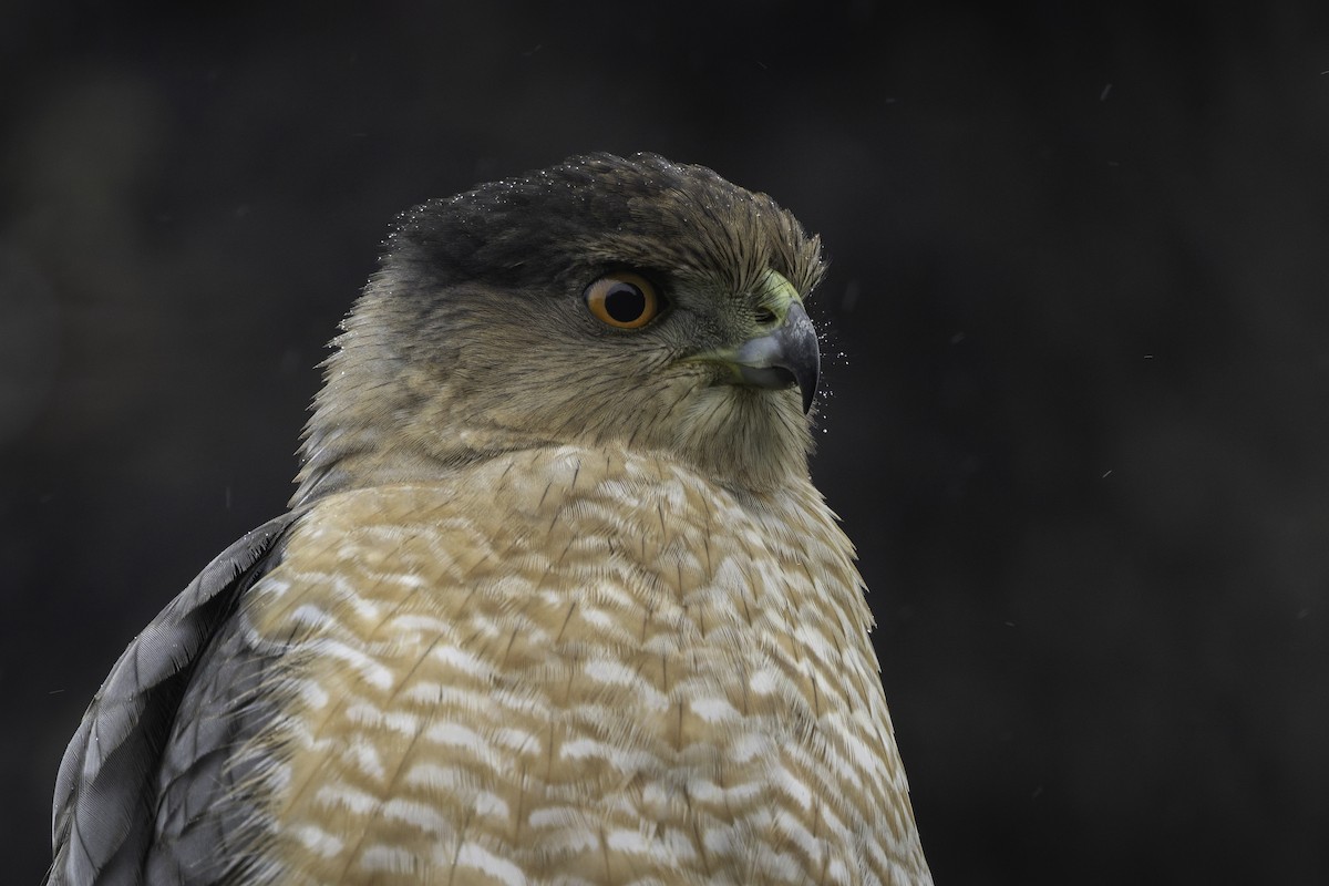 Cooper's Hawk - ML645617455