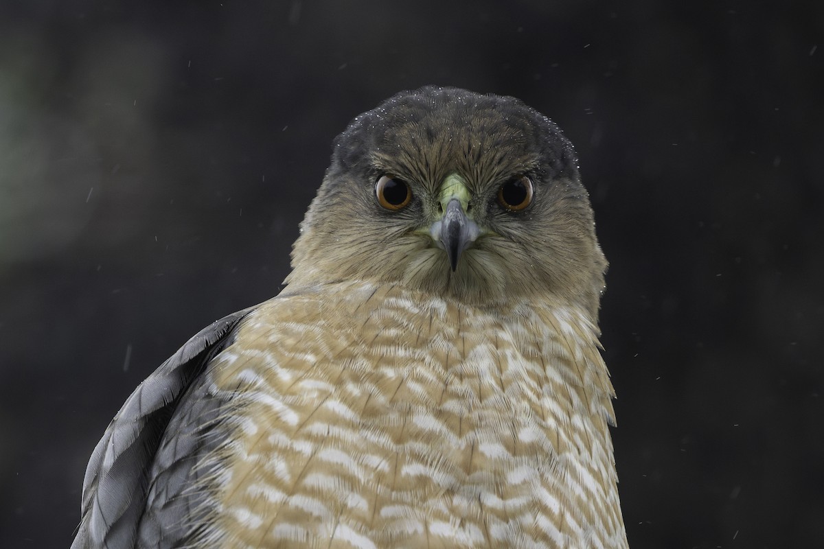Cooper's Hawk - ML645617456