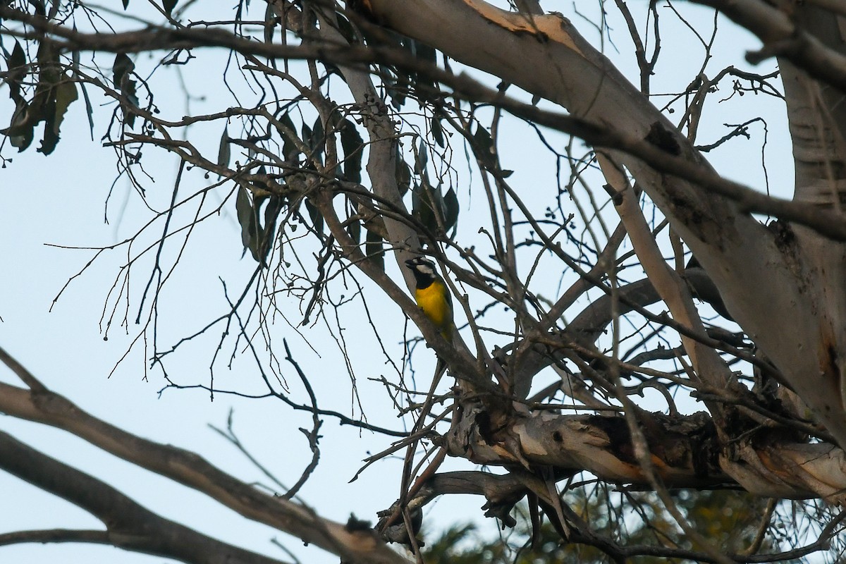 Eastern Shrike-tit - ML645617459