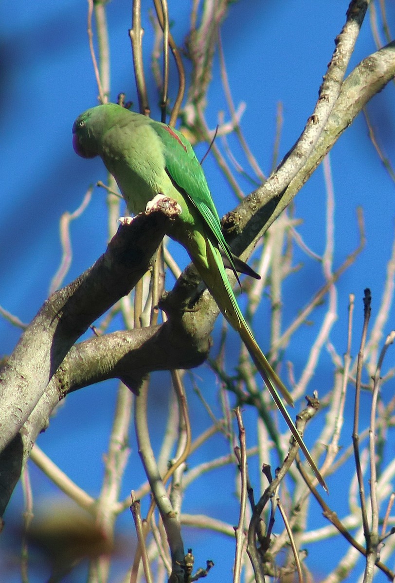 Alexandrine Parakeet - ML645617465