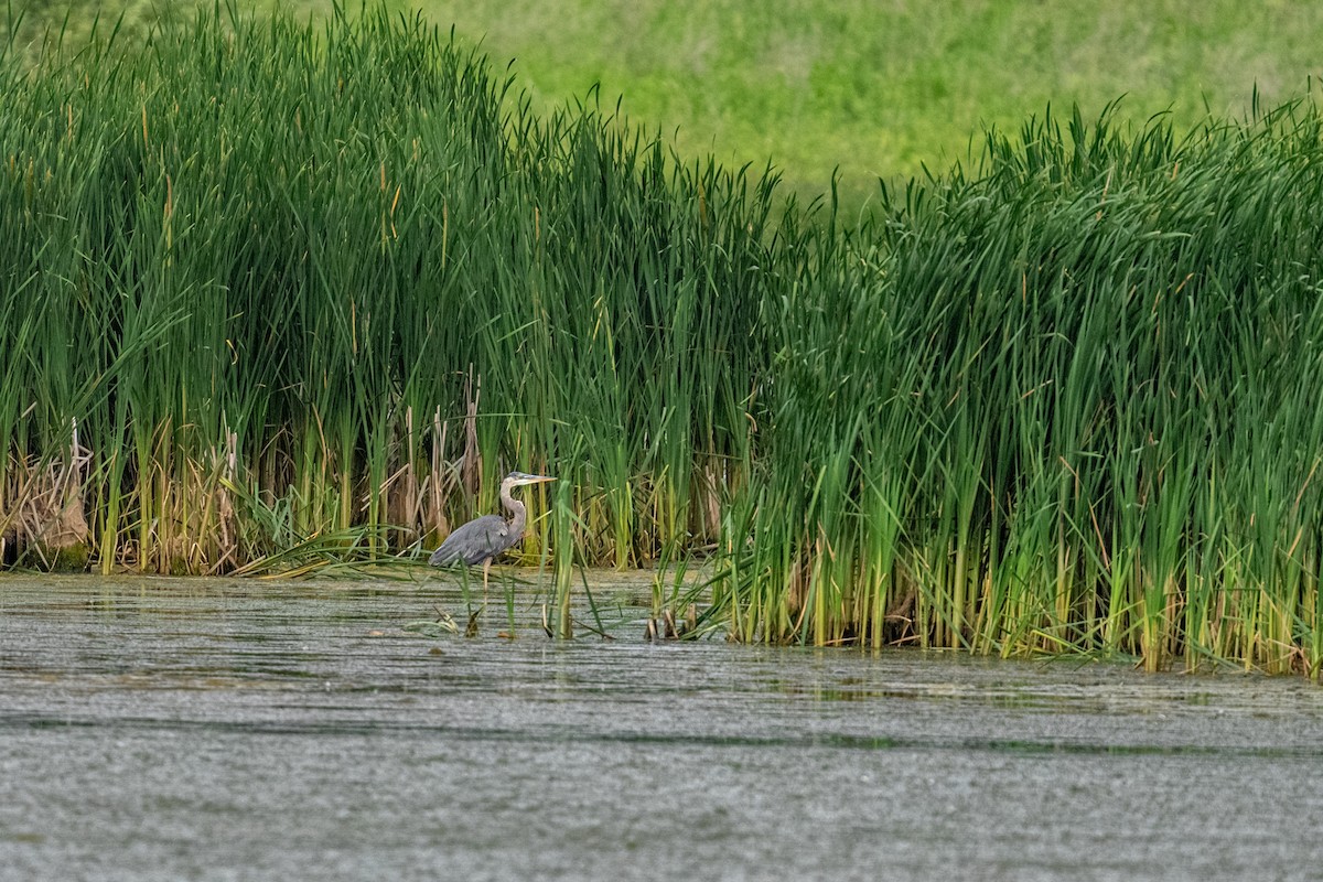 Great Blue Heron - ML645617471