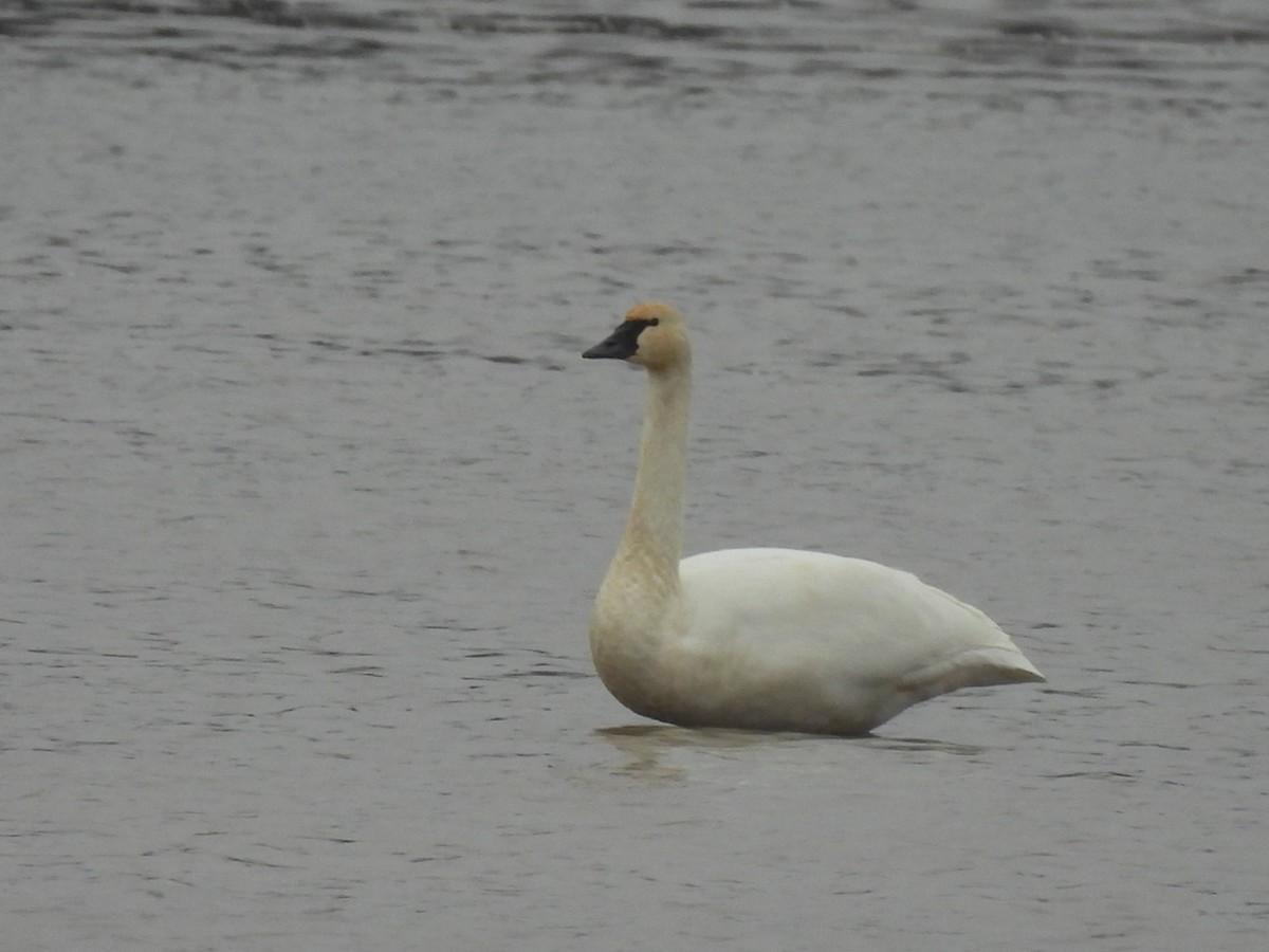 Tundra Swan - ML645617473