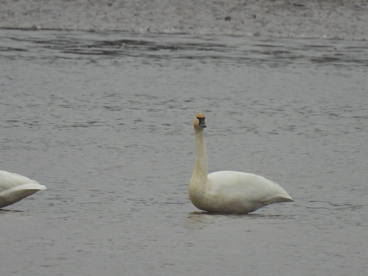 Tundra Swan - ML645617474