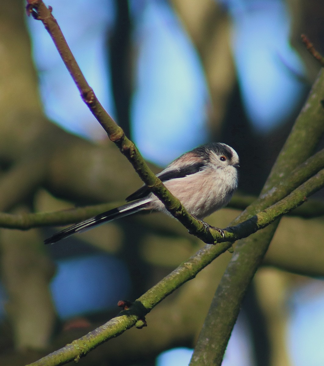 Long-tailed Tit - ML645617475