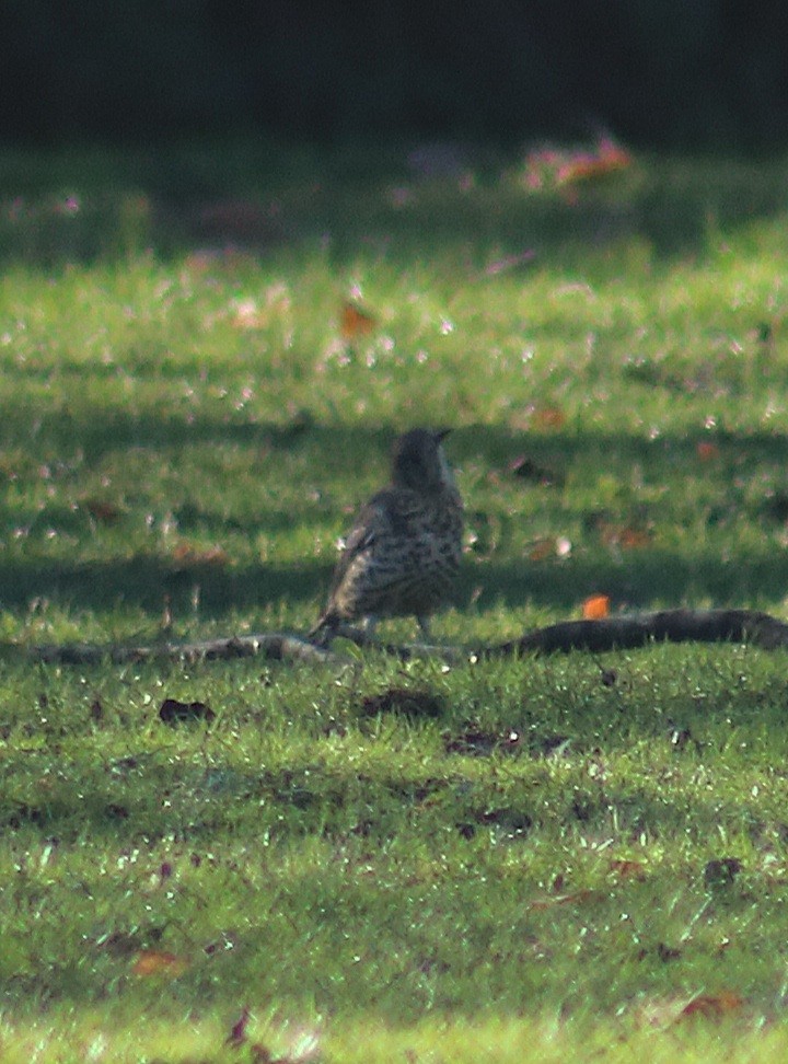 槲鶇 - ML645617484