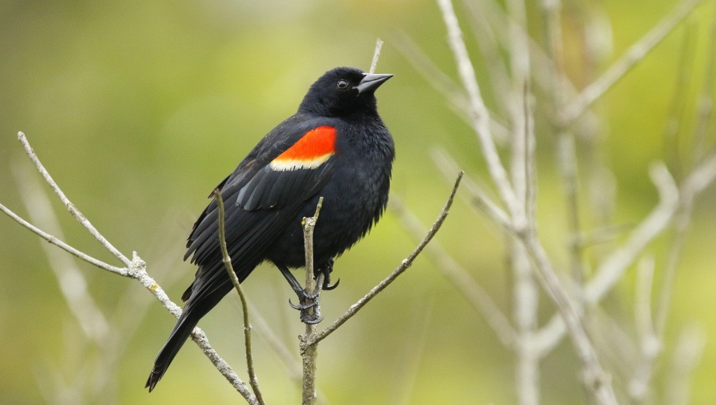 ハゴロモガラス - ML645617488