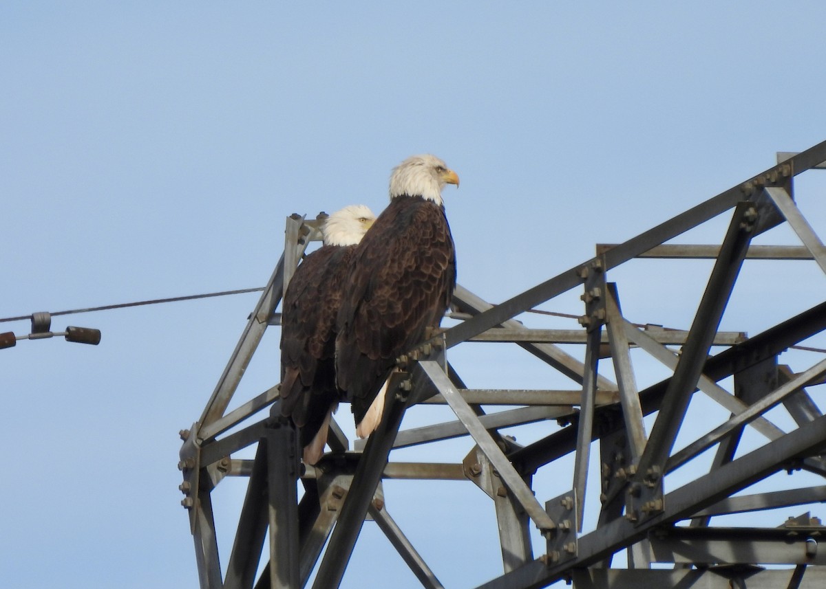 Bald Eagle - ML645617489