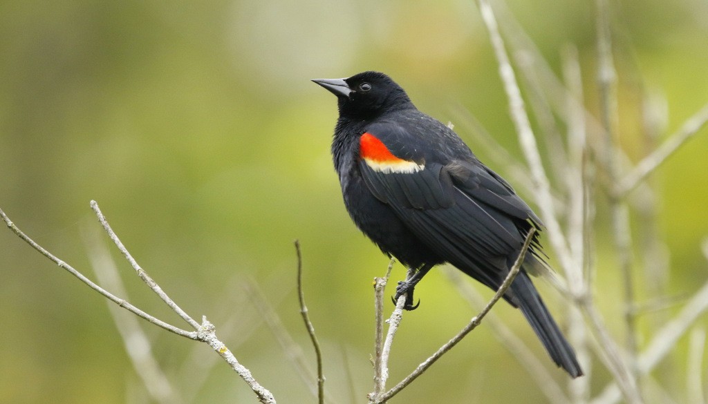 ハゴロモガラス - ML645617490