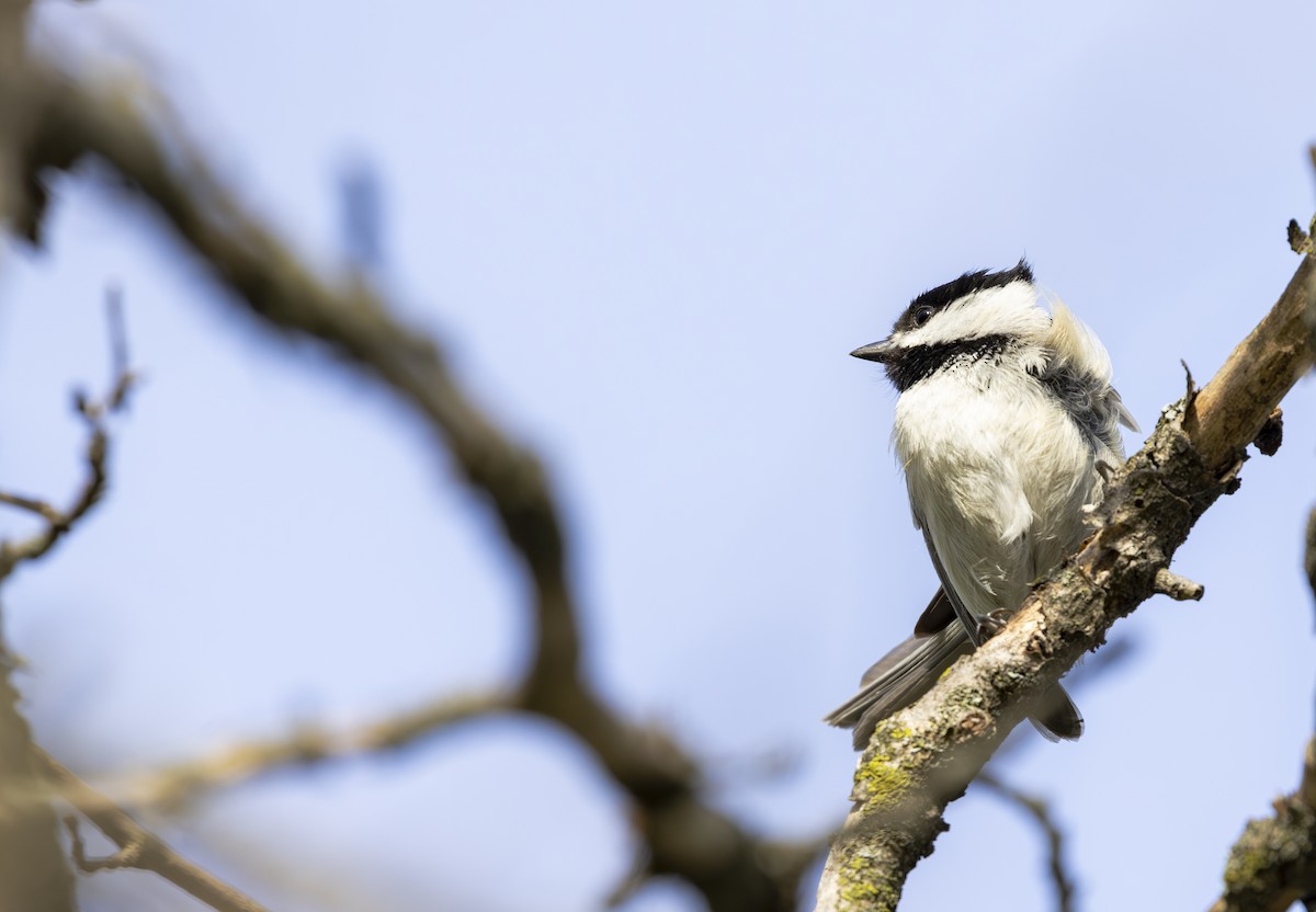 Каролинская гаичка - ML645617507