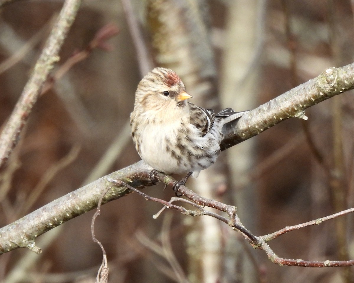 Redpoll - ML645617522