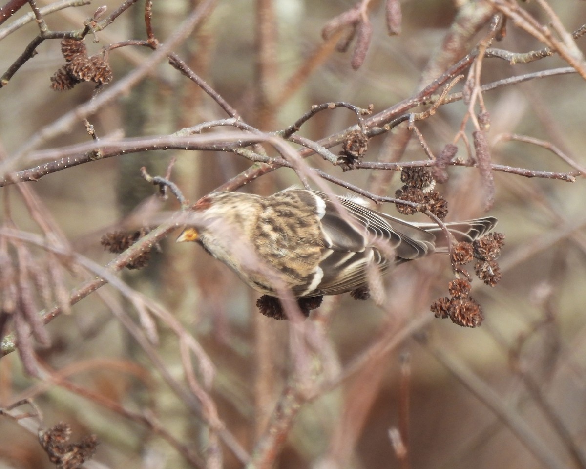 Redpoll - ML645617523