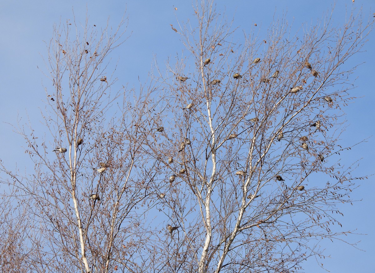 Redpoll - ML645617524