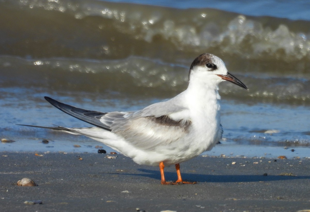 燕鷗 - ML645617532