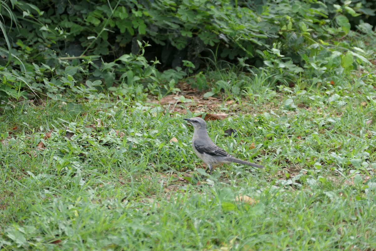 Moqueur des savanes - ML645617535