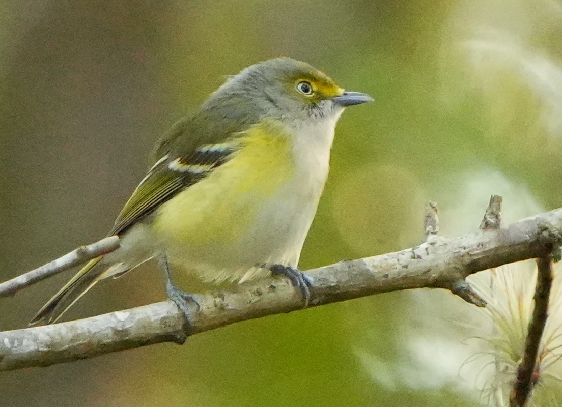 ויראו לבן-עין - ML645617561