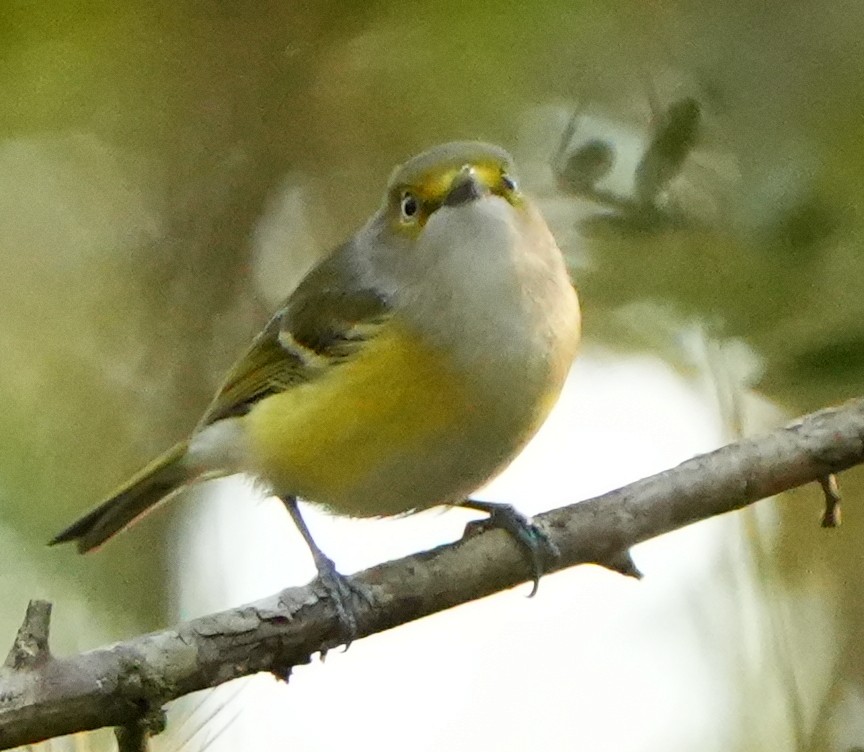 ויראו לבן-עין - ML645617580