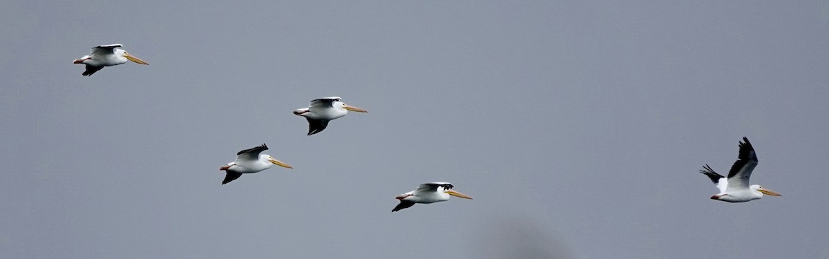 American White Pelican - ML645617583